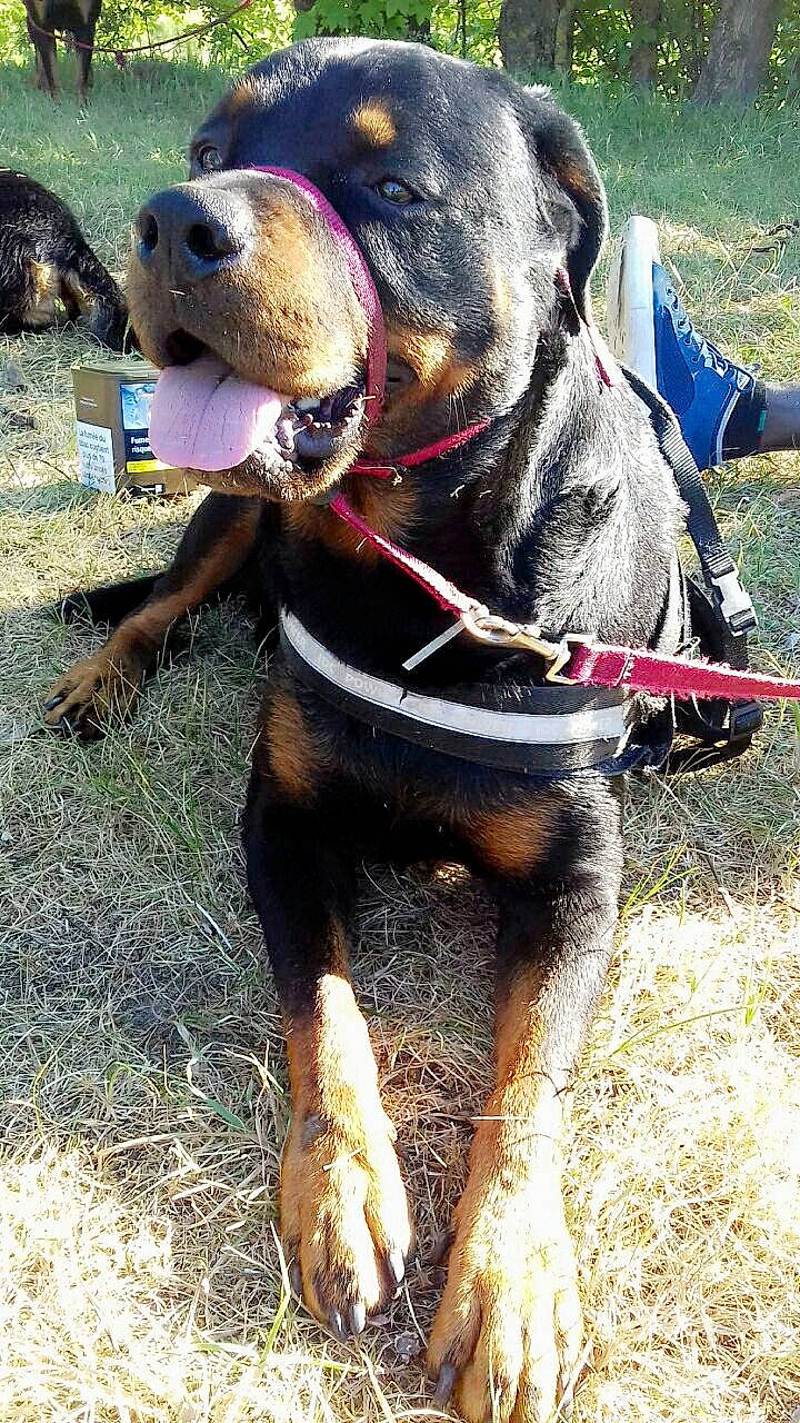 Marley participe au concours pour gagner de l'argent avec cette photo : canidae, carnivore, collar, dog, dog_breed, huntaway, hunting_dog, mammal, rottweiler, snout, vertebrate, working_dog