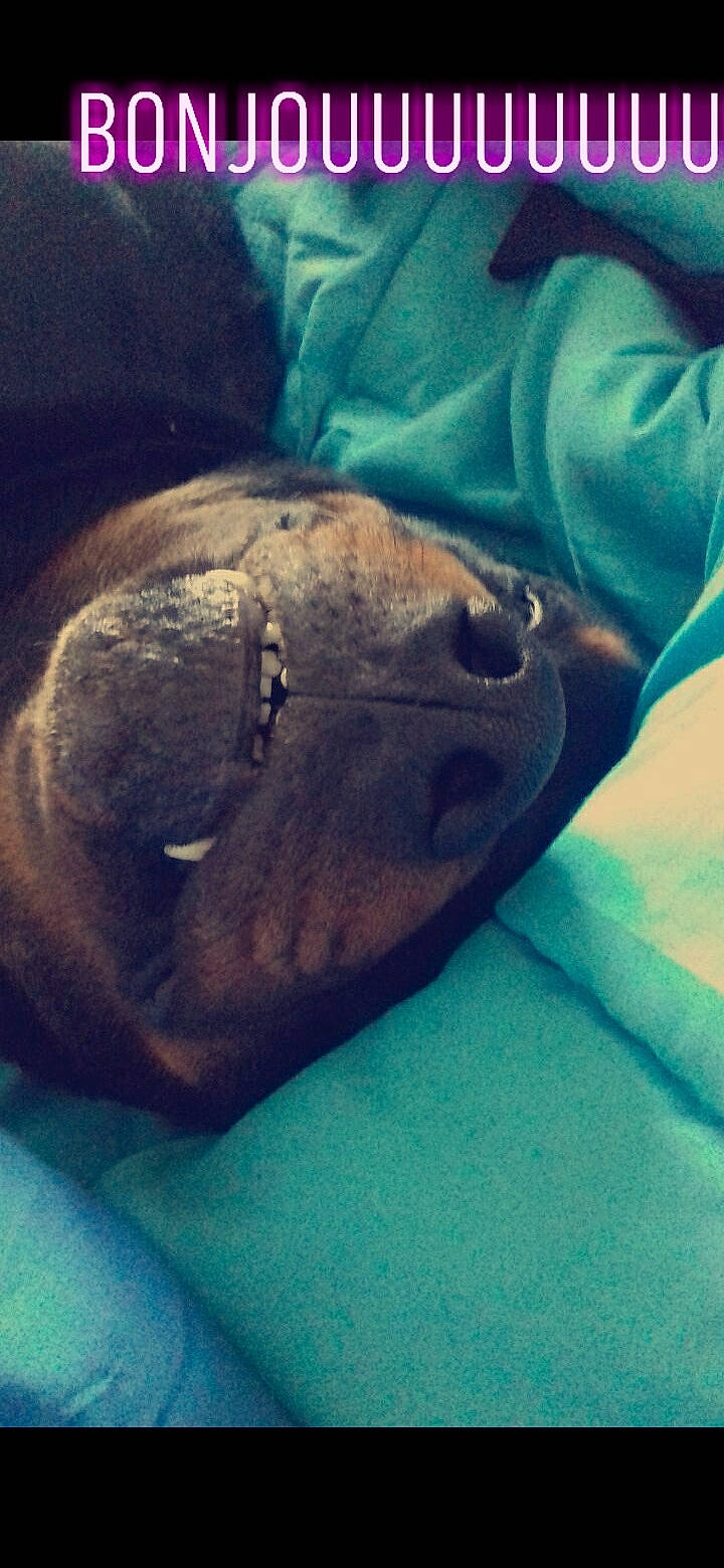 Marley participe au concours pour gagner de l'argent avec cette photo : manatee, marine_mammal, mouth, nose, snout