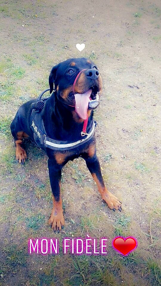 Marley participe au concours pour gagner de l'argent avec cette photo : austrian_black_and_tan_hound, canidae, carlin_pinscher, carnivore, dog, dog_breed, hunting_dog, mammal, rottweiler, vertebrate, working_dog