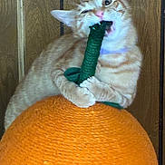 Steven joined the competition — help win amazing prizes! cat, kitten, orange_cat, fluffy, feline, pet, animal, green_toy, toy, playing, biting, claws, whiskers, ears, eyes, pink_nose, sitting, cushion, wooden_background, indoor
