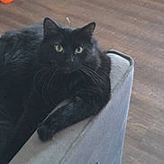 Loki joined the competition — help win amazing prizes! black_cat, cat, feline, pet, indoor, sofa, couch_arm, armrest, green_eyes, whiskers, long_fur, relaxed, sitting, portrait, hardwood_floor, blanket, shoe, toy, living_room, fur