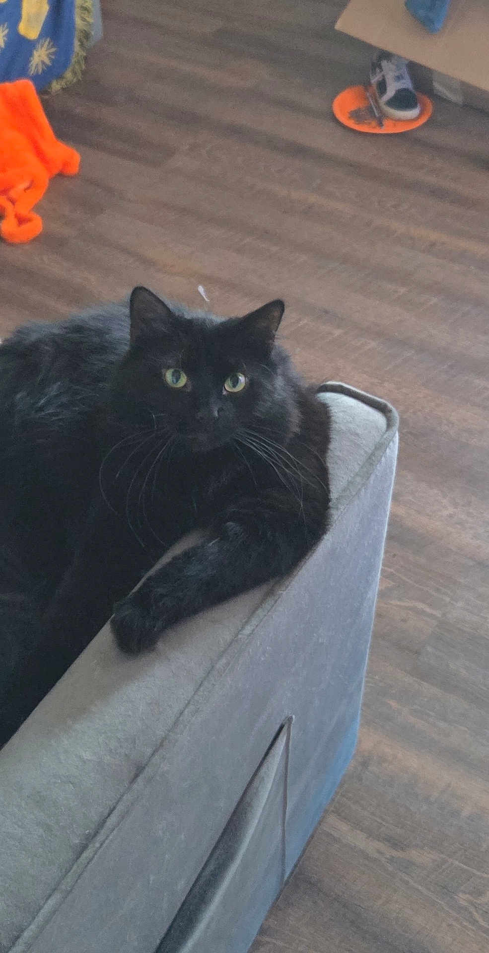 Loki joined the competition — help win amazing prizes! black_cat, cat, feline, pet, indoor, sofa, couch_arm, armrest, green_eyes, whiskers, long_fur, relaxed, sitting, portrait, hardwood_floor, blanket, shoe, toy, living_room, fur