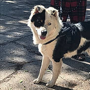 Spot joined the competition — help win amazing prizes! dog, black_and_white, heterochromia, harness, leash, person, plaid_pants, pavement, shadow, outdoor, pet, animal, canine, standing, closeup, sunlight, mixed_breed, face_markings, tongue_out, ears_up