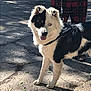 dog, black_and_white, heterochromia, harness, leash, person, plaid_pants, pavement, shadow, outdoor, pet, animal, canine, standing, closeup, sunlight, mixed_breed, face_markings, tongue_out, ears_up