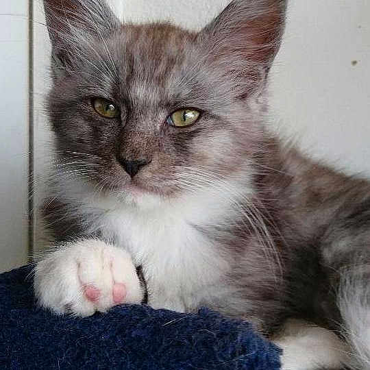 Freya