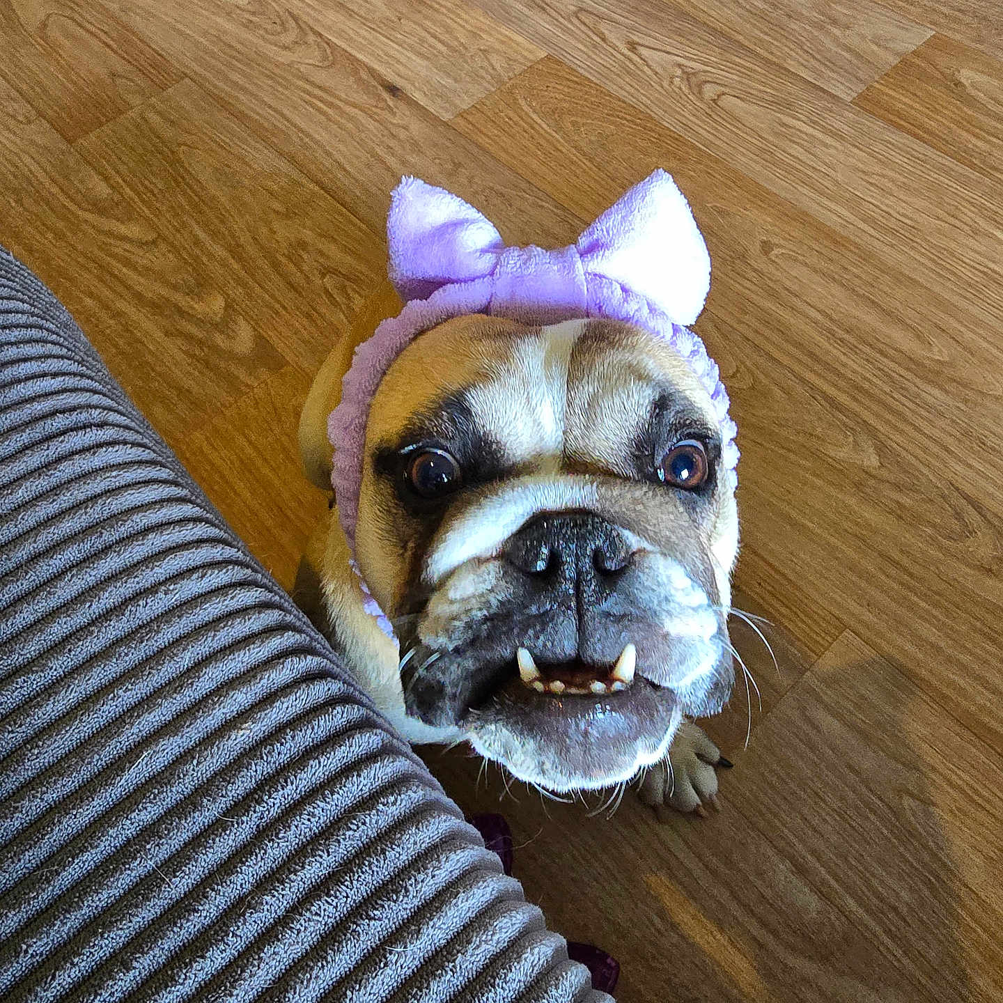 Indiana a rejoint le concours — aidez-le/la à gagner de superbes lots ! bulldog, dog, pet, animal, headband, purple, bow, floor, wooden_floor, couch, texture, indoor, cute, expression, wide_eyes, grin, portrait, closeup, companion, funny