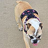 Indiana a rejoint le concours — aidez-le/la à gagner de superbes lots ! bulldog, dog, canine, pet, walking, harness, sand, outdoor, tongue_out, short_hair, brown, white, black, animal, friendly, mammal, companion, cute, playful, summer