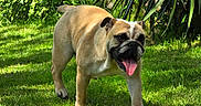 Indiana a rejoint le concours — aidez-le/la à gagner de superbes lots ! dog, bulldog, pet, animal, grass, garden, outdoor, greenery, sunlight, canine, tongue, happy, walking, nature, leaf, plant, summer, mammal, daylight, cute