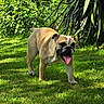 dog, bulldog, pet, animal, grass, garden, outdoor, greenery, sunlight, canine, tongue, happy, walking, nature, leaf, plant, summer, mammal, daylight, cute
