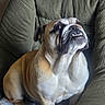 bulldog, dog, pet, animal, indoor, chair, cushion, fur, face, mouth, teeth, paws, looking_up, seated, comfortable, green, expression, portrait, closeup, furniture