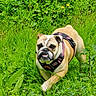 Indiana participe au concours pour gagner de l'argent avec cette photo : dog, bulldog, grass, greenery, outdoor, nature, field, plants, yellow_flowers, pet, animal, mammal, running, harness, fur, cute, playful, daylight, summer, closeup