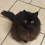 Uly participe au concours pour gagner de l'argent avec cette photo : cat, black_cat, yellow_eyes, fluffy_fur, pet, animal, indoor, floor_tiles, curious, looking_up, tail, feline, whiskers, cute, domestic_cat, sitting, fur, close_up, mammal, companion