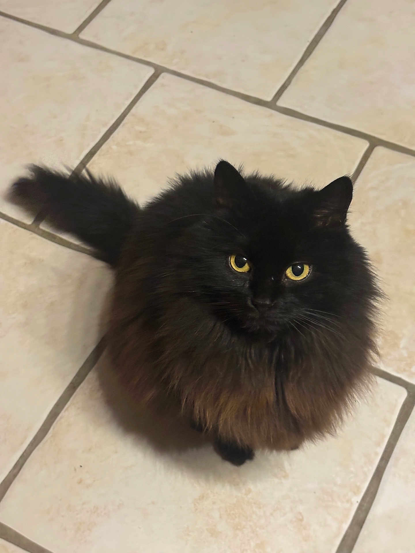 Uly participe au concours pour gagner de l'argent avec cette photo : cat, black_cat, yellow_eyes, fluffy_fur, pet, animal, indoor, floor_tiles, curious, looking_up, tail, feline, whiskers, cute, domestic_cat, sitting, fur, close_up, mammal, companion