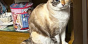 Taya a rejoint le concours — aidez-le/la à gagner de superbes lots ! animal, blue_eyes, cat, close_up, cozy, curious, cute, domestic_animal, feline, fur_pattern, furniture, household, indoor, kitchen, pet, retro_tin, sitting, tail, whiskers, wooden_cabinet
