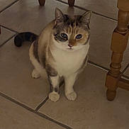 Taya a rejoint le concours — aidez-le/la à gagner de superbes lots ! cat, calico, pet, animal, indoor, floor, tile, wooden_chair, feline, cute, sitting, curious, domestic, whiskers, paws, tail, fur, eyes, household, quiet