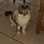 animal, calico, cat, curious, cute, domestic, eyes, feline, floor, fur, household, indoor, paws, pet, quiet, sitting, tail, tile, whiskers, wooden_chair