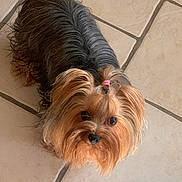 Vénus a rejoint le concours — aidez-le/la à gagner de superbes lots ! dog, yorkshire_terrier, pet, small_dog, fur, long_hair, brown_fur, black_fur, cute, looking_up, indoors, tile_floor, animal, companion, adorable, domestic_animal, face, ears, eyes, nose
