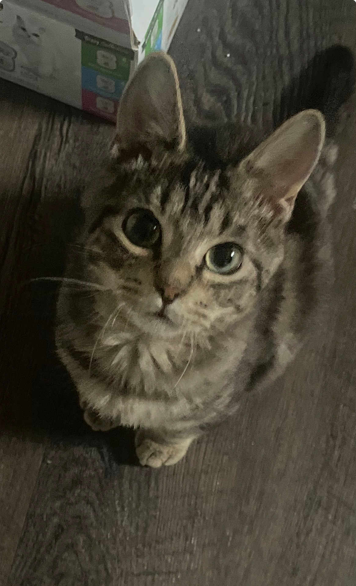 Poseidon joined the competition — help win amazing prizes! cat, tabby, pet, animal, indoor, floor, wooden_floor, curious, looking_up, whiskers, ears, feline, cute, domestic_cat, fur, sitting, box, close_up, eyes, young_cat