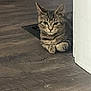 Poseidon is registered to the contest to win money with this photo: cat, tabby, indoor, floor, corner, resting, paws, curious, pet, animal, whiskers, ears, eyes, wooden_floor, home, feline, mammal, looking, calm, quiet