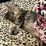 Poseidon joined the competition — help win amazing prizes! cat, tabby, sleeping, leopard_print, blanket, feline, cozy, indoor, resting, cute, pet, animal, fur, paw, relaxed, pattern, textile, pink, black, soft
