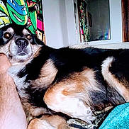 Gunner joined the competition — help win amazing prizes! dog, indoor, couch, human_arm, colorful_painting, fur, pet, resting, curious, living_room, animal, black_and_tan, canine, closeup, relaxing, companion, furniture, home, portrait, domestic