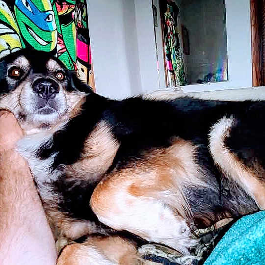 Gunner joined the competition — help win amazing prizes! dog, indoor, couch, human_arm, colorful_painting, fur, pet, resting, curious, living_room, animal, black_and_tan, canine, closeup, relaxing, companion, furniture, home, portrait, domestic