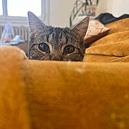 Vic a rejoint le concours — aidez-le/la à gagner de superbes lots ! cat, tabby, peeking, blanket, yellow, couch, indoor, cozy, fur, whiskers, ears, window, plant, radiator, pillow, soft_light, curious, closeup, home, pet