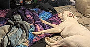 Rebel is registered to the contest to win money with this photo: air_conditioner, bed, blanket, bottle, casual, clothing, couch, dog, furniture, hat, indoor, lamp, mattress, person, plastic_crate, relaxed, room, sleeping, table, wall