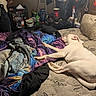 Rebel is registered to the contest to win money with this photo: dog, person, bed, blanket, mattress, air_conditioner, bottle, clothing, hat, indoor, couch, furniture, lamp, table, plastic_crate, wall, room, casual, relaxed, sleeping
