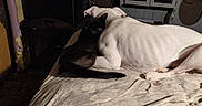 Rebel is registered to the contest to win money with this photo: black_cat, white_dog, bed, floral_sheet, indoor, cozy, snuggling, cabinet, television, framed_photos, dim_lighting, animal_companions, resting, pets, home_interior, furniture, quiet, relaxing, domestic, sleeping