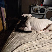 Rebel joined the competition — help win amazing prizes! cat, dog, bed, blanket, indoor, furniture, snuggling, animal, pet, white_dog, black_cat, cozy, resting, living_room, television, cabinet, cup, photo_frame, dim_light, floor