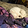 animal, bed, blanket, cozy, curled_up, dog, furniture, household_items, indoor, peaceful, pet, pink_blanket, purple_blanket, quiet, relaxation, resting, room, sleeping, white_dog, wooden_wall