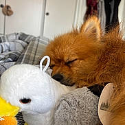 Rocket is registered to the contest to win money with this photo: dog, sleeping, plush_toy, duck, bed, blanket, cozy, fur, pet, indoors, resting, orange_dog, stuffed_animal, cute, nap, soft, closeup, comfort, domestic_animal, relaxation