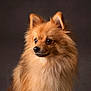 Rocket joined the competition — help win amazing prizes! dog, pomeranian, fluffy, portrait, pet, animal, fur, cute, studio, brown_background, small_dog, canine, ears, face, whiskers, alert, adorable, domestic_animal, looking_away, soft_lighting