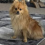 Rocket is registered to the contest to win money with this photo: dog, pomernian, pet, indoor, carpet, fur, animal, cute, small_dog, chew_stick, scratching_post, bowl, floor, domestic, companion, brown_fur, sitting, looking, curious, home