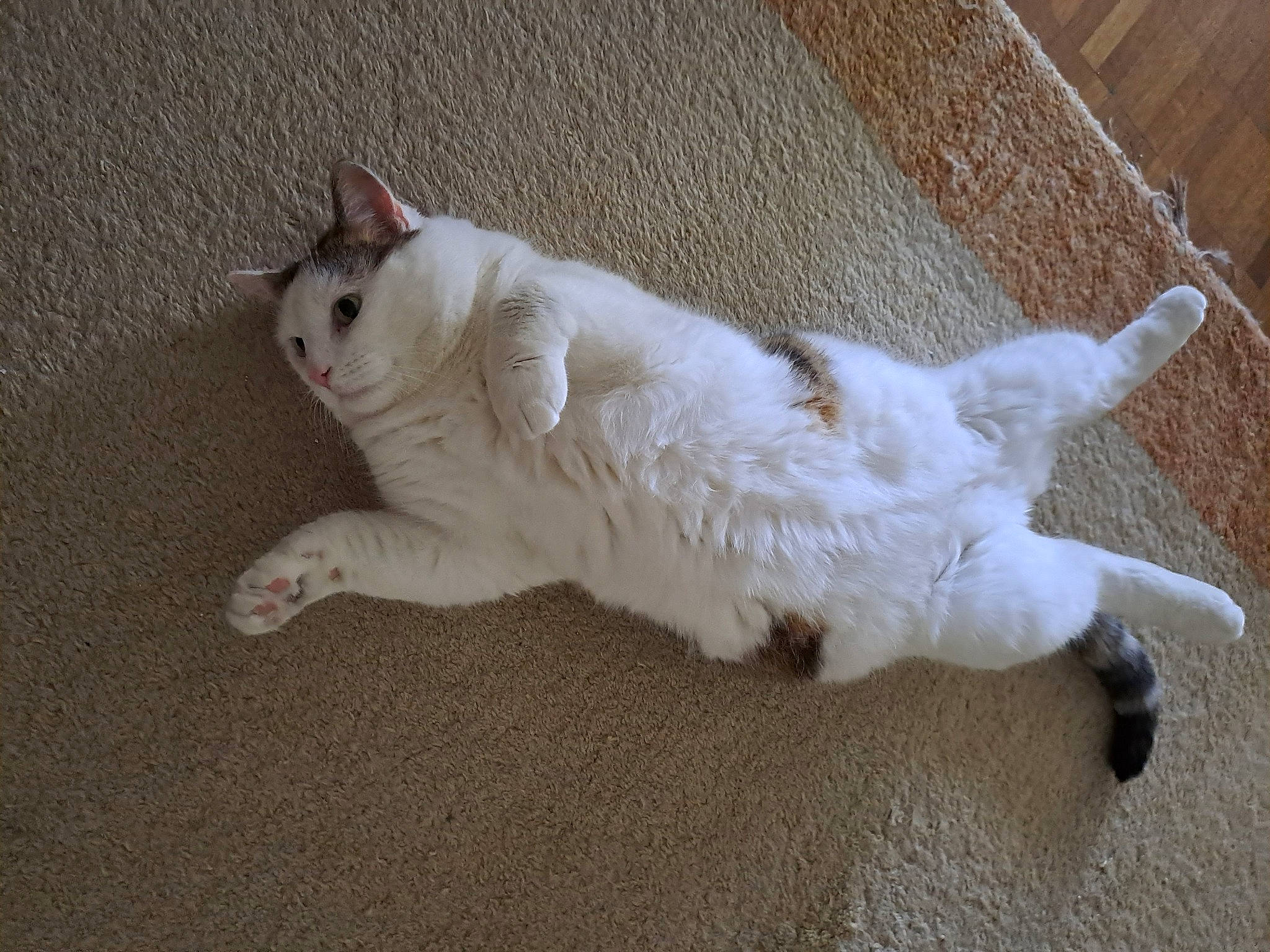 Pouchi participe au concours pour gagner de l'argent avec cette photo : art, carnivore, cat, claw, domestic_short_haired_cat, fawn, felidae, flooring, fur, paw, small_to_medium_sized_cats, tail, whiskers, wood