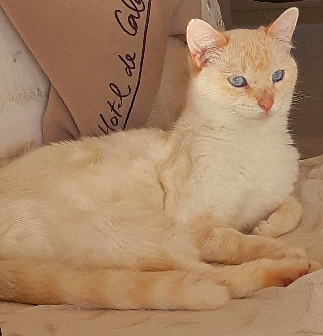 Bianco participe au concours pour gagner de l'argent avec cette photo : aegean_cat, arabian_mau, asian, burmilla, carnivore, cat, colorpoint_shorthair, cornish_rex, eye, fawn, felidae, german_rex, javanese, khao_manee, mammal, oriental_longhair, small_to_medium_sized_cats, turkish_angora, turkish_van, whiskers