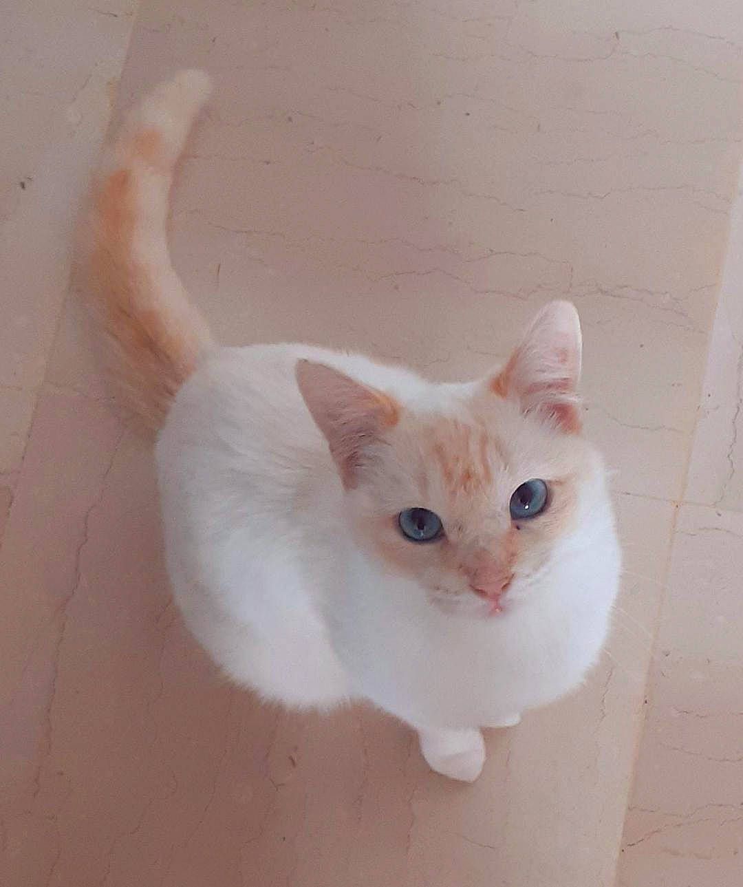 Bianco a rejoint le concours — aidez-le/la à gagner de superbes lots ! aegean_cat, burmilla, carnivore, cat, colorpoint_shorthair, domestic_short_haired_cat, ear, eye, felidae, javanese, khao_manee, kitten, mammal, ojos_azules, small_to_medium_sized_cats, tail, turkish_angora, turkish_van, whiskers, white