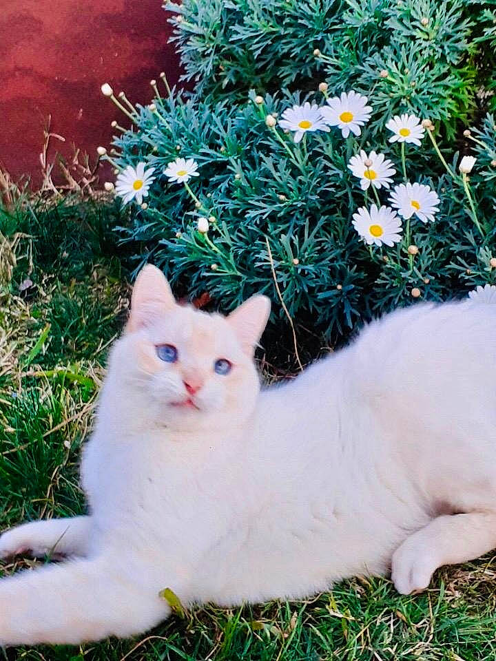 Bianco a rejoint le concours — aidez-le/la à gagner de superbes lots ! aegean_cat, botany, carnivore, cat, colorpoint_shorthair, domestic_short_haired_cat, eye, felidae, fur, grass, khao_manee, mammal, plant, ragdoll, small_to_medium_sized_cats, tree, turkish_angora, turkish_van, whiskers, white