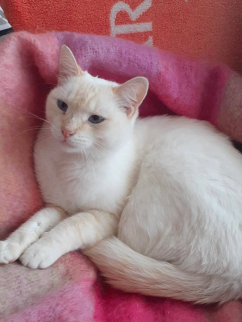 Bianco participe au concours pour gagner de l'argent avec cette photo : arabian_mau, asian, burmilla, carnivore, cat, colorpoint_shorthair, domestic_short_haired_cat, fawn, felidae, javanese, khao_manee, kitten, mammal, ojos_azules, ragdoll, small_to_medium_sized_cats, turkish_angora, turkish_van, vertebrate, whiskers