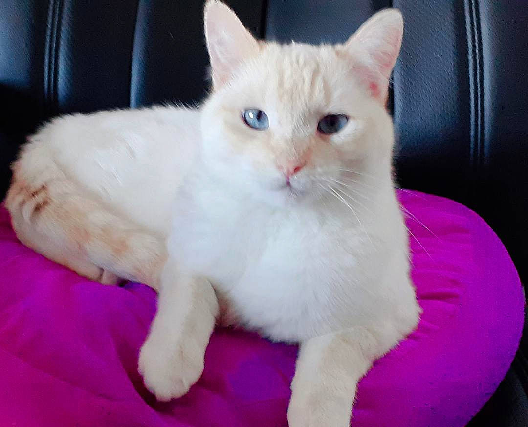 Bianco participe au concours pour gagner de l'argent avec cette photo : american_curl, asian, burmilla, carnivore, cat, colorpoint_shorthair, cymric, domestic_short_haired_cat, eye, felidae, javanese, khao_manee, kitten, mammal, ragdoll, small_to_medium_sized_cats, turkish_angora, turkish_van, vertebrate, whiskers