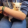 Chamallow a rejoint le concours — aidez-le/la à gagner de superbes lots ! kitten, cat, white_cat, person, hoodie, blue_hoodie, jeans, sitting, arm, bracelet, indoor, pet, cute, young_cat, casual_clothing, feline, domestic_animal, resting, holding, small_animal