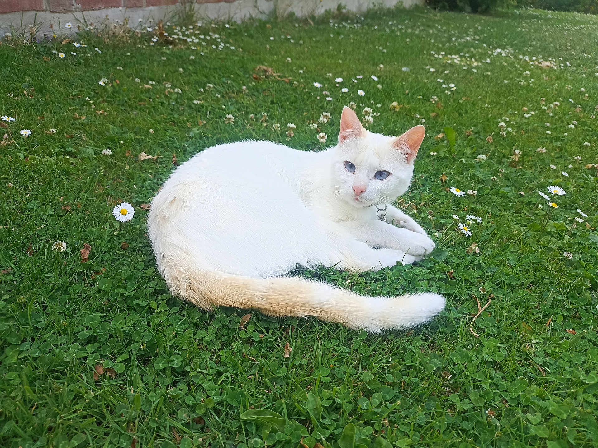 Chamallow participe au concours pour gagner de l'argent avec cette photo : cat, white_cat, animal, pet, outdoor, grass, flower, daisy, nature, lawn, relaxing, feline, cute, ears, tail, collar, greenery, spring, daylight, resting