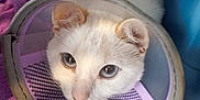 Chamallow a rejoint le concours — aidez-le/la à gagner de superbes lots ! cat, white_cat, cone, pet_carrier, purple_blanket, animal, pet, indoor, closeup, fur, ears, eyes, nose, resting, looking_up, soft_texture, comfort, domestic_animal, cage, veterinary