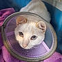 cat, white_cat, cone, pet_carrier, purple_blanket, animal, pet, indoor, closeup, fur, ears, eyes, nose, resting, looking_up, soft_texture, comfort, domestic_animal, cage, veterinary