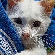 Chamallow participe au concours pour gagner de l'argent avec cette photo : kitten, cat, white_cat, close_up, paw, whiskers, fur, cute, curious, blue_fabric, claw, pet, animal, soft, young_cat, clinging, indoor, close_range, mammal, feline