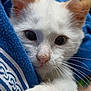 kitten, cat, white_cat, close_up, paw, whiskers, fur, cute, curious, blue_fabric, claw, pet, animal, soft, young_cat, clinging, indoor, close_range, mammal, feline