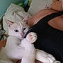 Chamallow participe au concours pour gagner de l'argent avec cette photo : cat, white_cat, pet, animal, person, indoor, cuddle, snuggle, relaxed, fur, paw, tank_top, bedroom, pillow, resting, human, comfort, close_up, cute, domestic_animal