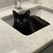 Sophie joined the competition — help win amazing prizes! animal, bathroom, black_cat, cat, clean, countertop, curious, cute, domestic, faucet, feline, household, indoor, marble_countertop, pet, portrait, relaxing, sink, still_life, wide_eyes