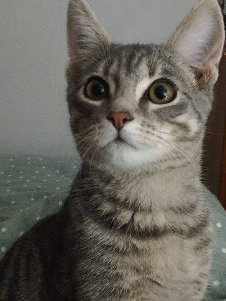 Smaug a rejoint le concours — aidez-le/la à gagner de superbes lots ! carnivore, cat, close_up, domestic_short_haired_cat, felidae, fur, paw, small_to_medium_sized_cats, snout, terrestrial_animal, whiskers, window